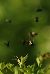 David Plant Photography - Wildlife Photography - Green longhorn moth - A